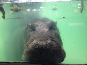 Hippo at the zoo
