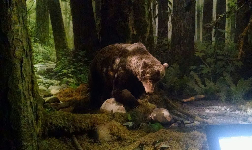 Quase deu pra acreditar que esse urso do Royal BC Museum era de verdade!!