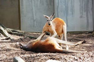 kanguru